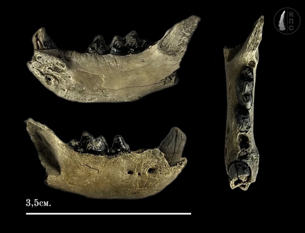 плейстоцен, мамонтовая фауна, четвертичный период, хищник, КПС, Хорек