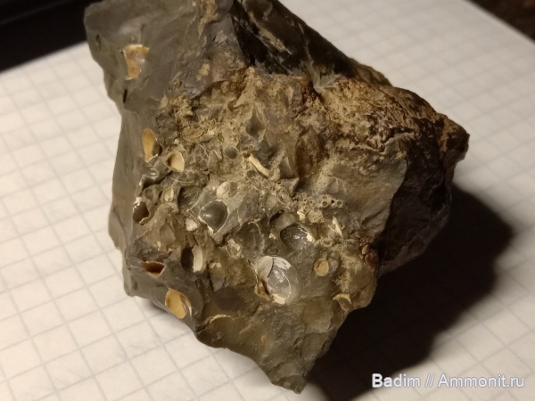 двустворчатые моллюски, Керченский район