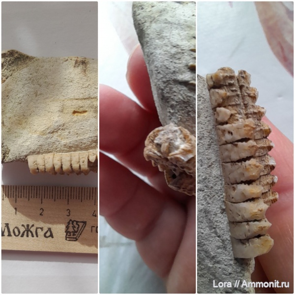 Crinoidea. Морская лилия.