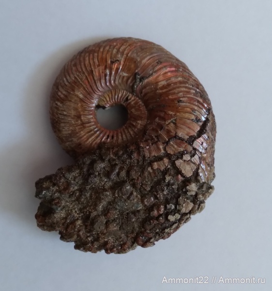 аммониты, юрский период, Саратовская область