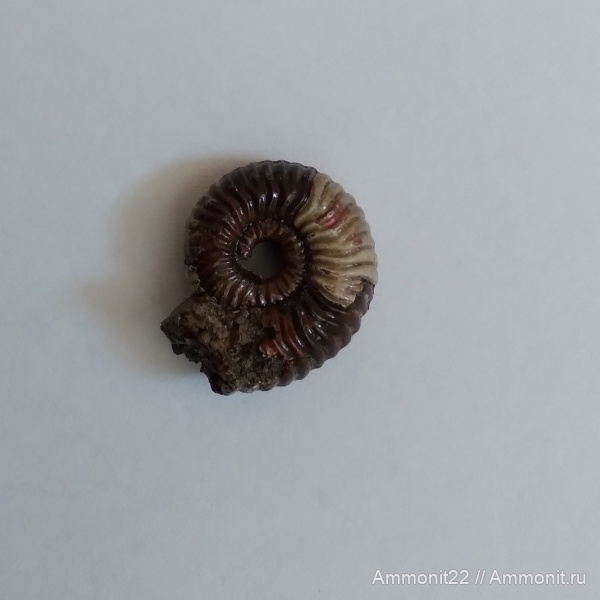 аммониты, юрский период, Саратовская область