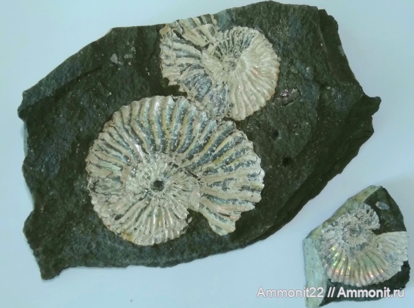 аммониты, меловой период, аптский ярус, Саратовская область, Широкий Буерак