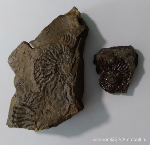 аммониты, меловой период, аптский ярус, Саратовская область, Широкий Буерак