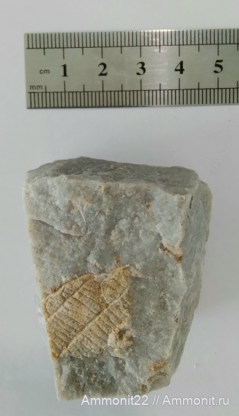 палеоген, каштанодуб