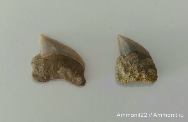 меловой период, Squalicorax pristodontus, маастрихтский ярус