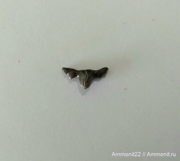 меловой период, сеноман, зубы акул, Polyacrodus, Саратовская область