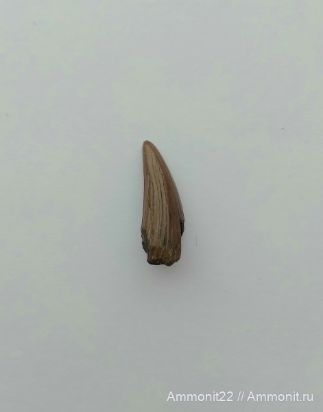 меловой период, плезиозавры, сеноман, Саратовская область