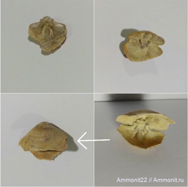 брахиоподы, меловой период, Саратовская область, кампан, село Белогорское