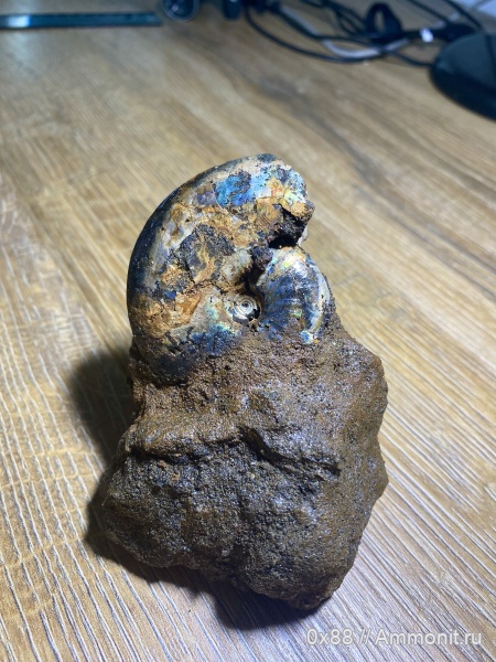 аммониты, Фили, Филевский парк