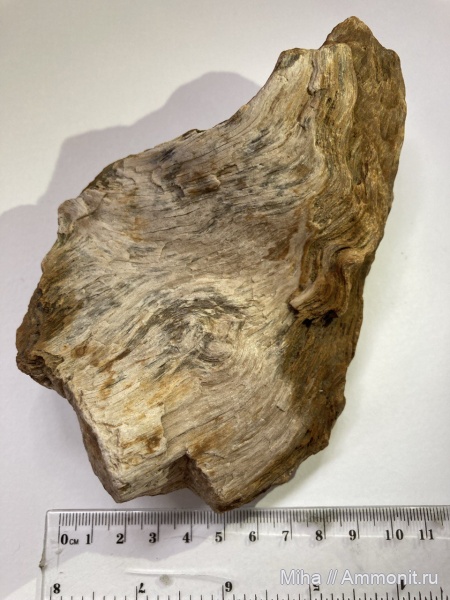 древесина, окаменевшее дерево, сармат, Апчас