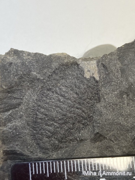 карбон, Балка Никитинa