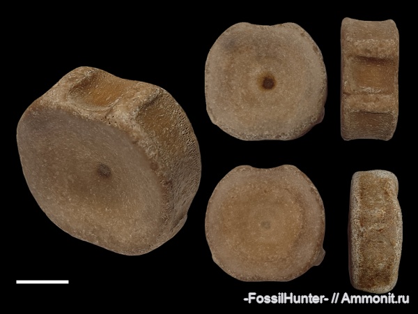 ихтиозавры, позвонки