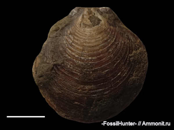 двустворчатые моллюски, Entolium