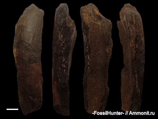 ихтиозавры, плезиозавры, плиозавры