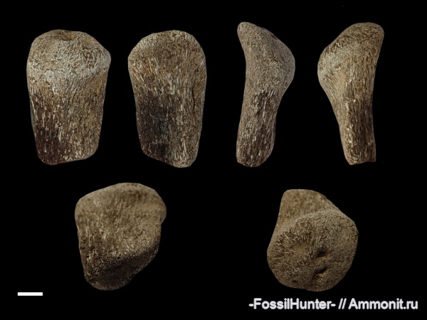 ихтиозавры, плезиозавры, плиозавры