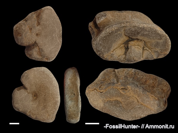 ихтиозавры, позвонки