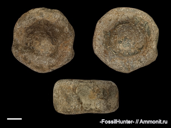 ихтиозавры, позвонки