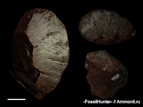 ихтиозавры, плезиозавры