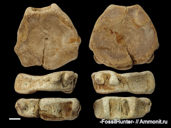 ихтиозавры, позвонки