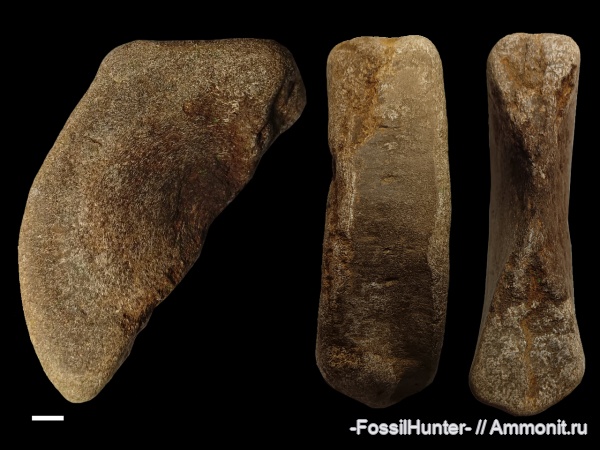 ихтиозавры, позвонки