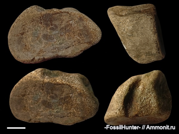 плезиозавры, позвонки