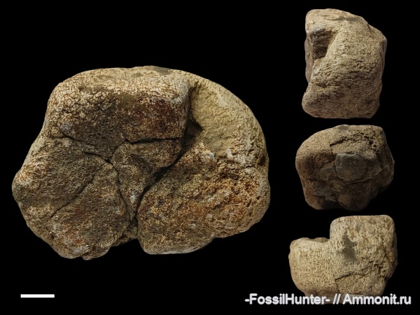 плезиозавры, позвонки