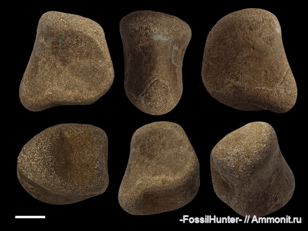 ихтиозавры, кости, кости рептилий