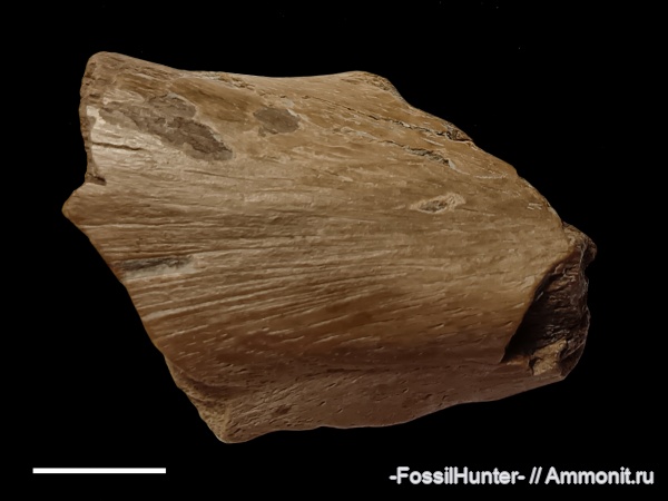 ихтиозавры, кости, кости рептилий