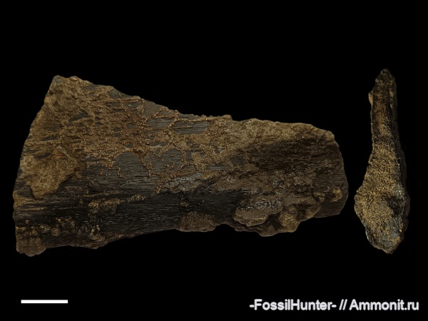 ихтиозавры, кости, челюсти, ichthyosaur