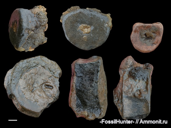 ихтиозавры, плезиозавры, позвонки, кости, ichthyosaur