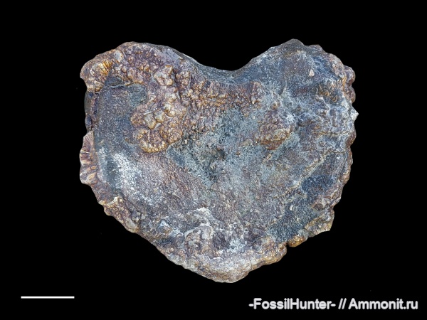 ихтиозавры, кости, кости рептилий