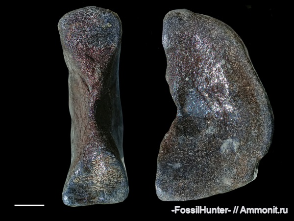 ихтиозавры, кости, кости рептилий