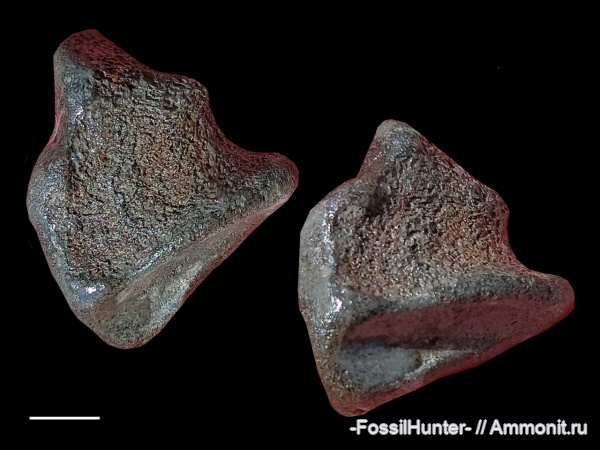 ихтиозавры, кости, кости рептилий