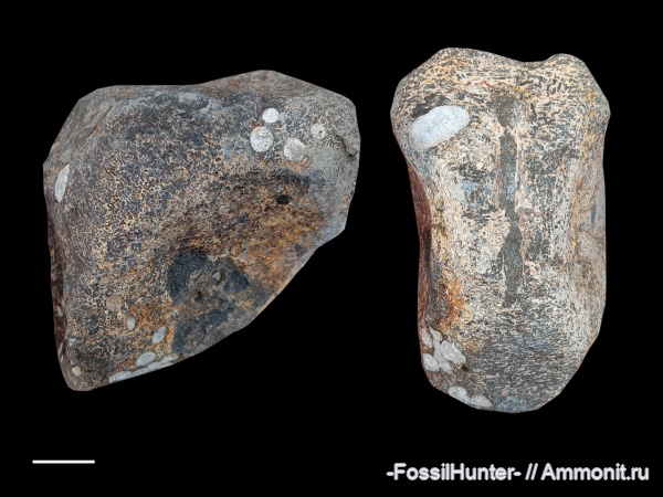 плезиозавры, позвонки