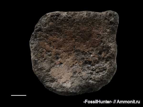 плезиозавры, плиозавры, позвонки, кости, кости рептилий