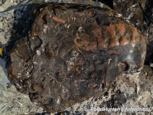 ихтиозавры, позвонки, кости, ichthyosaur