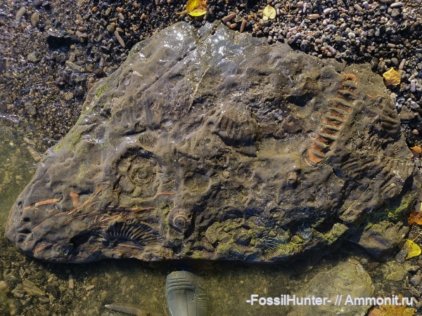 ихтиозавры, позвонки, кости, скелет, кости рептилий, ichthyosaur