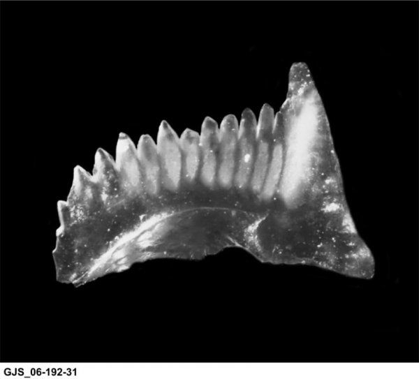 гжельский ярус, конодонты, Conodonta