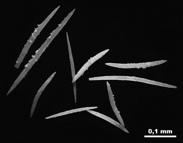 карбон, губки, Гжель, спикулы