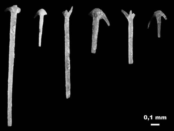 карбон, губки, Гжель, спикулы