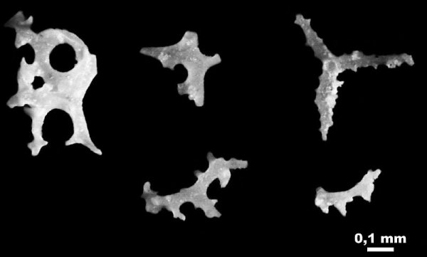 карбон, губки, Гжель, спикулы