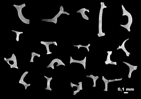 карбон, губки, Гжель, спикулы