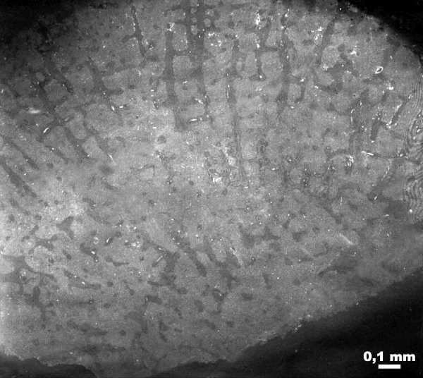 карбон, губки, Гжель, Pemmatites