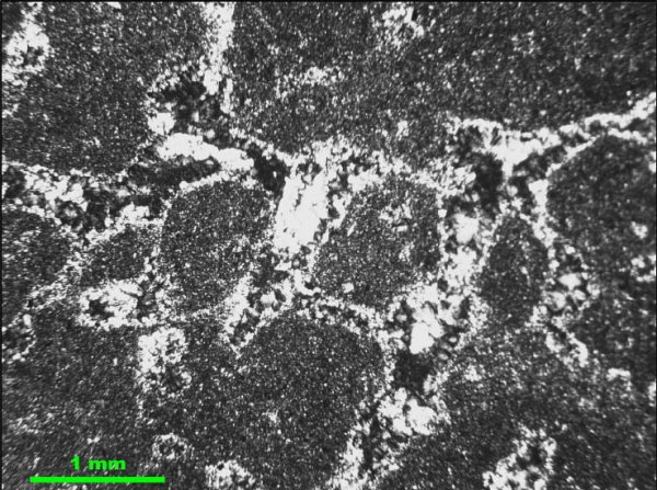 карбон, губки, Гжель, Pemmatites