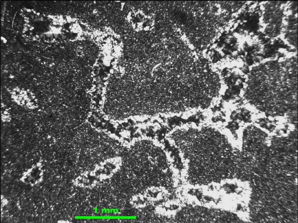 карбон, губки, Гжель, Pemmatites