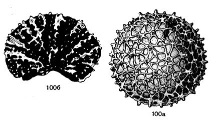 карбон, губки, Pemmatites