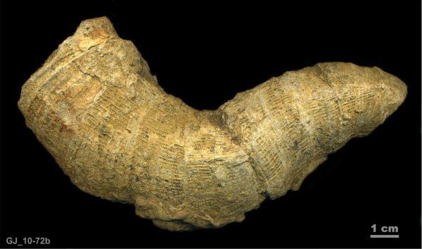 мшанки, палеоэкология, гжельский ярус, верхний карбон, ругозы