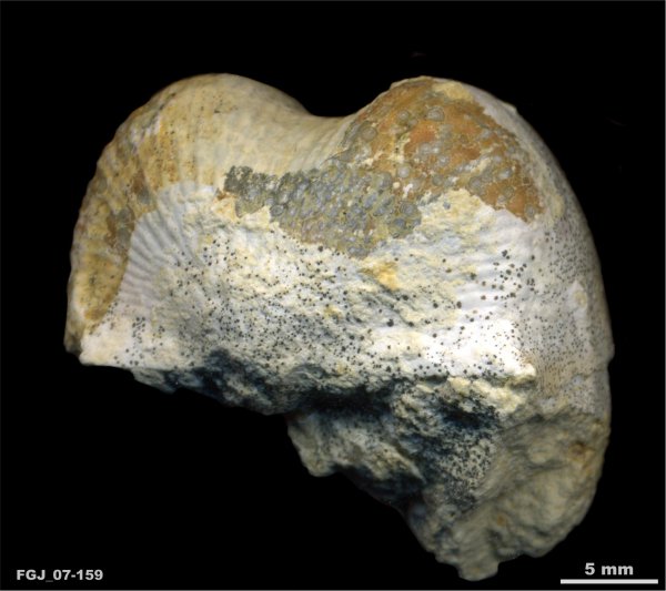 брахиоподы, Гжель, гжельский ярус, Duartea, Productida