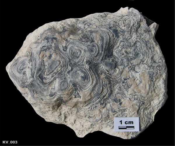 строматолиты, нижний карбон, Калиновские выселки, протвинский горизонт, серпуховский ярус