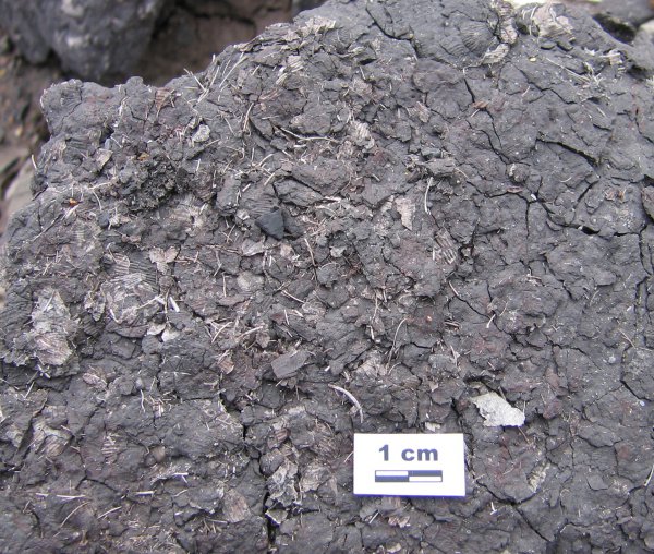 продуктиды, нижний карбон, стешевский горизонт, Productida, серпуховский ярус